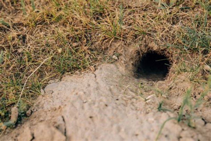 Discoveries And Insights Into The Warren Bar And Burrow Photos