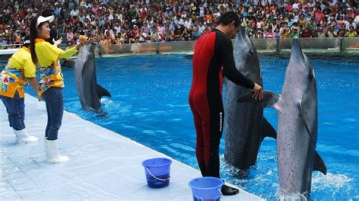 How Smart Are Dolphins Really? A Ranking of Dolphins Against Other Animals Best Life