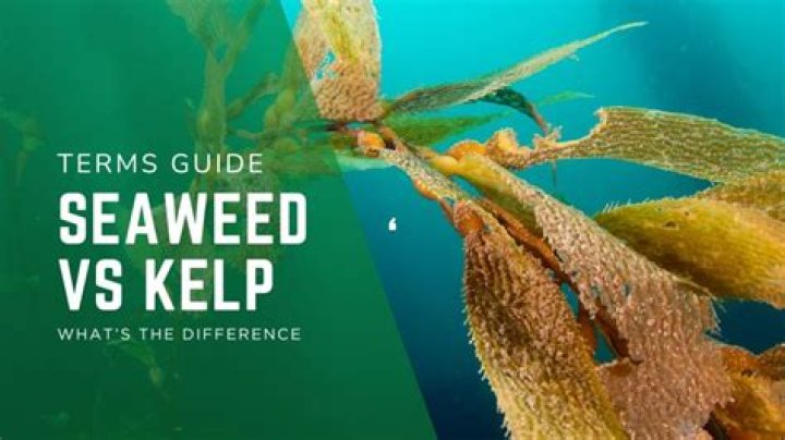 Unveiling The Difference Between Kelp And Seaweed: A Comprehensive Guide