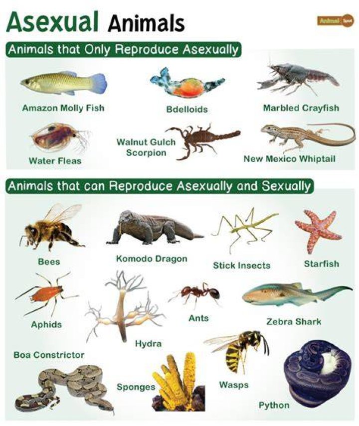 What animal is Electrike? ·