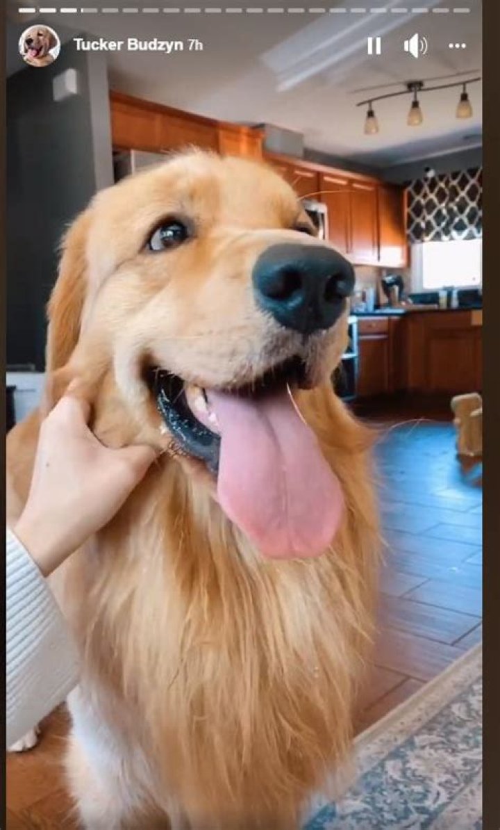 What Happened to Tucker Budzyn? Why His Owner Filed a Police Report |