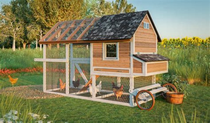 Will rain hurt my chickens?
