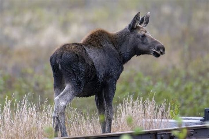 Young Moose |